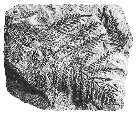 Фрагменты гигантских ископаемых папоротников на пластах каменного угля