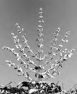 Salvia Hierosolymitana в парке библейских растений